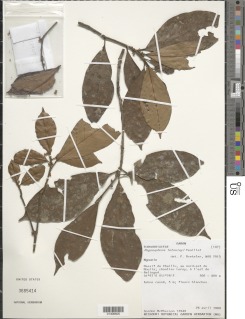 Pogonophora letouzeyi image