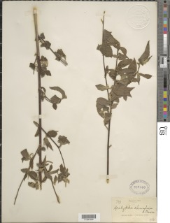 Acalypha chirindica image