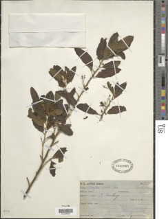 Clutia abyssinica var. usambarica image