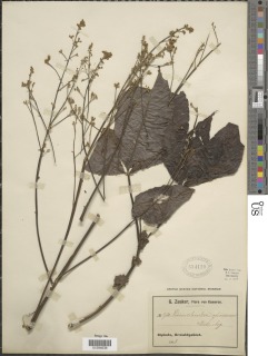 Ricinodendron heudelotii var. africanum image