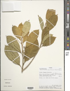 Image of Tetrorchidium brevifolium