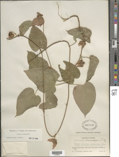 Dalechampia dioscoreifolia image