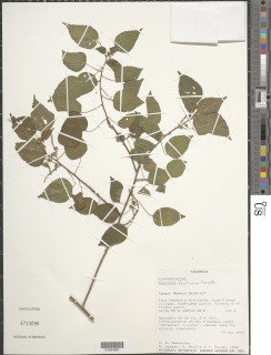 Image of Acalypha fruticosa