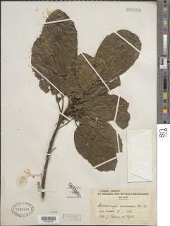 Macaranga monandra image