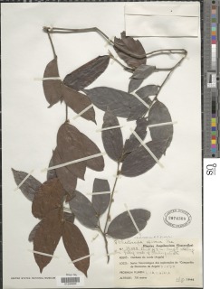 Chaetocarpus africanus image