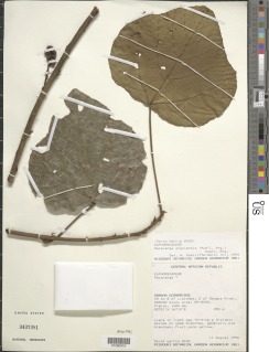 Macaranga angolensis image