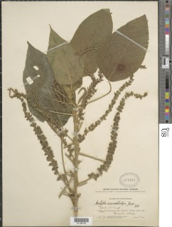 Image of Acalypha macrostachya