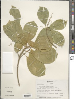 Tetrorchidium gorgonae image