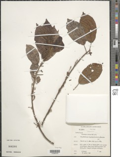 Macaranga spinosa image
