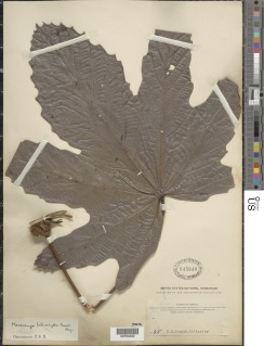 Macaranga heterophylla image