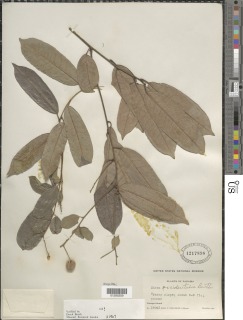 Mabea occidentalis image