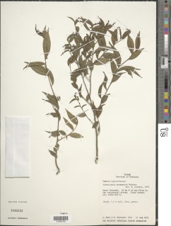 Sebastiania panamensis image
