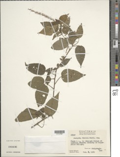 Acalypha firmula image