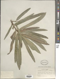 Image of Codiaeum variegatum