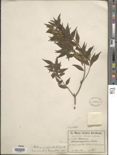 Stillingia acutifolia image