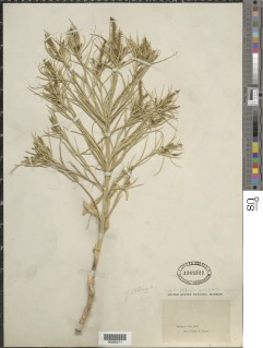 Stillingia paucidentata image