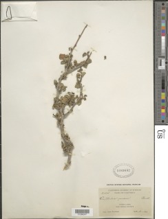 Euphorbia misera image
