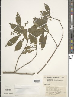 Euphorbia engleri image
