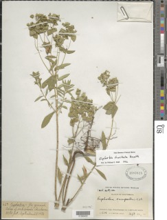 Euphorbia furcillata image