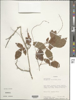 Allophylus ferrugineus image