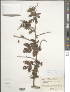 Paullinia jamaicensis image