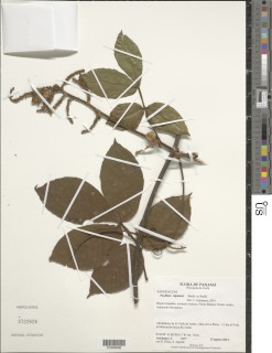 Image of Paullinia stipularis