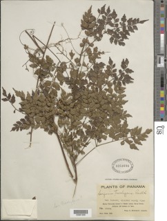 Serjania trachygona image