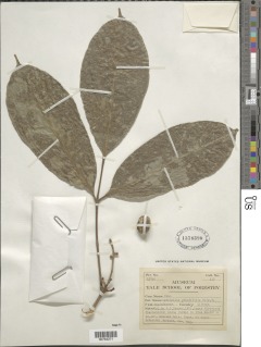 Deinbollia grandifolia image