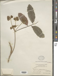 Cupania guatemalensis image