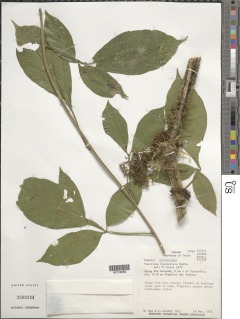 Paullinia fasciculata image