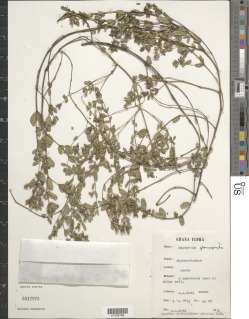 Image of Euphorbia trinervia