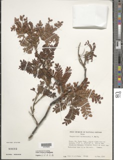 Macphersonia gracilis image