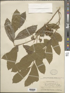 Cupania guatemalensis image