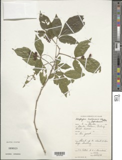Allophylus chaunostachys image