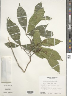 Allophylus pilospermus image