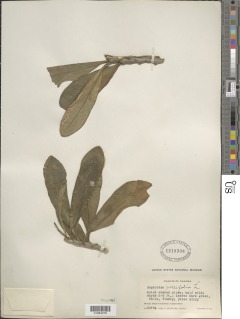 Image of Euphorbia neriifolia