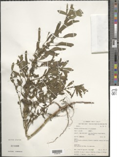 Image of Euphorbia acalyphoides