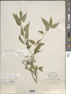 Corchorus orinocensis image