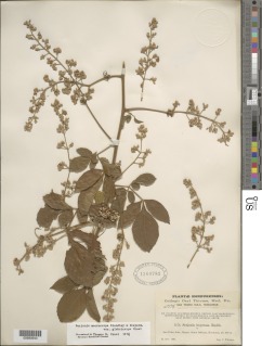 Serjania macrocarpa image