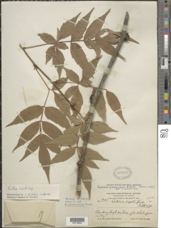 Image of Paullinia hispida
