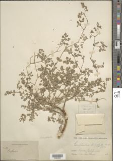 Image of Euphorbia leucophylla