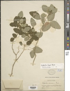 Euphorbia dwyeri image