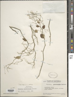 Euphorbia ephedromorpha image