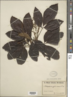 Allophylus africanus image