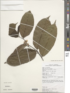 Ancistrocarpus densispinosus image