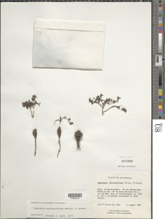 Euphorbia macropodoides image