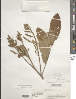 Cupania costaricensis image