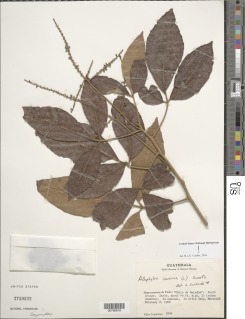 Allophylus cominia image