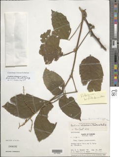 Image of Paullinia rubiginosa