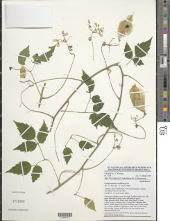 Image of Cardiospermum grandiflorum